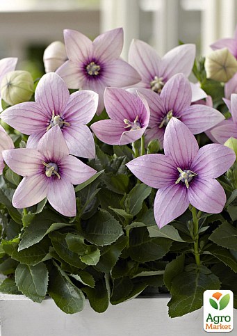 Ширококолокольчик (platycodon) "Grandiflorus Fuji Pink"