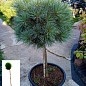 Сосна на штамбі "Хагоромо сідлінг" (Pinus parviflora "Hagoromo Seedling") С2, висота від 30-50см