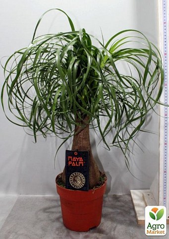 Бокарнея "Чудесное бутылочное дерево" (Beaucarnea recu.) дм 24 см выс. 85 см