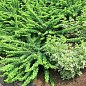 Барбарис Тунберга Green Carpet  (контейнер P9) купить