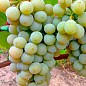 Виноград вегетирующий винный "Мускарис" 