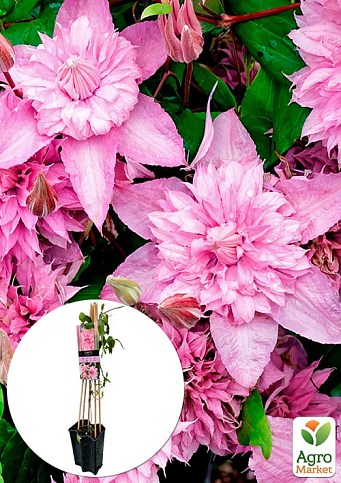 LMTD Клематис 3-х летний "Multi Pink" (высота 60-80 см)