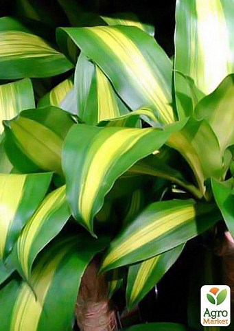 Драцена Берли "Dracaena frag. Burley"  дм 24 см выс. 120 см