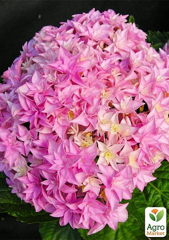 LMTD Гортензия махровая цветущая 2-х летняя "Perfection" (25-35см) серия You&Me - фото 2