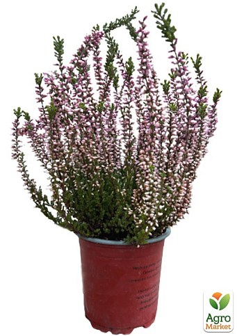 Верес звичайний "Amethyst" - фото 2