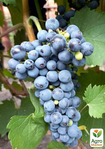 LMTD Виноград "Marechal Foch" (сортовий, укорінений)