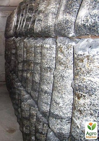 Готовый грибной блок вешенки, высота 60-70см, диаметр 25-30см, вес 8кг