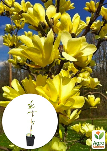 Магнолія щеплена 4-річна бруклінська "Yellow Bird" (висота 40-50см)