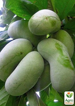 Ексклюзив! Азіміна трилоба насичено-зелена "Пау Пау" (Pau pau) (сіянець преміального морозостійкого сорту, аромат суниці і ананаса, однорічний)1