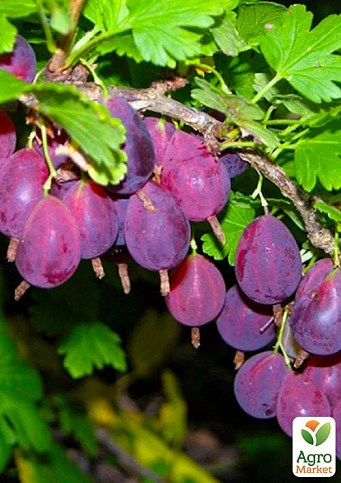 Крыжовник "Грушенька" (среднепоздний срок созревания)