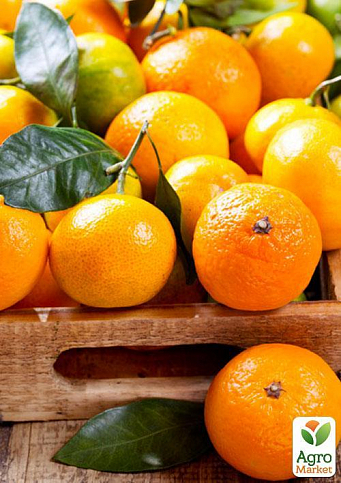 Эксклюзив! Мандарин оранжевого цвета с солнечным оттенком "Оскар" (Oscar) (премиальный, скороплодный, высокоурожайный сорт)