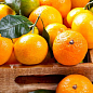 Эксклюзив! Мандарин оранжевого цвета с солнечным оттенком "Оскар" (Oscar) (премиальный, скороплодный, высокоурожайный сорт) цена