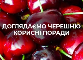 Черешня: посадка, догляд, популярні сорти - корисні статті про садівництво від Agro-Market