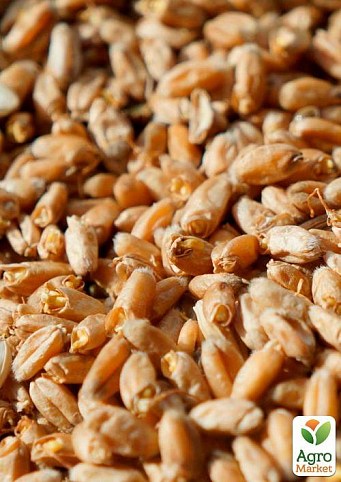 Спельта (полба) для проращивания органического происхождения ТМ "Green Vitamin" 250г