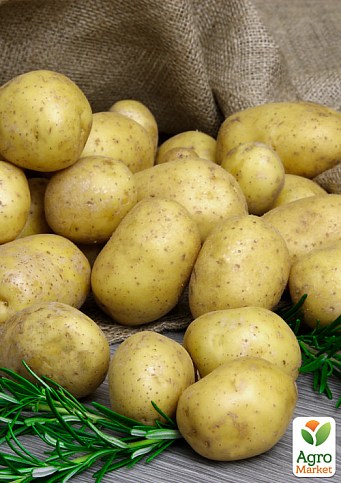 Картопля "Зоряна" насіннєва середньостигла (1 репродукція) 1кг