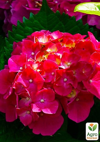 Гортензия ремонтантная крупнолистная 3х летняя "Дорис" - фото 3