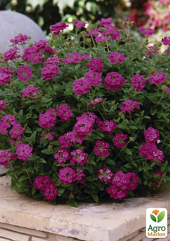 Вербена ампельная "Empress Sun Cherry"