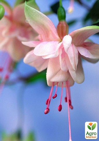 Фуксия ампельная "Southgate" (контейнер № 10, высота 5-10 см) - фото 2