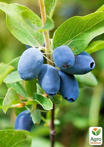 Жимолость "Сердце гиганта" (Канадская селекция, среднеранний, крупноплодный сорт) - фото 5