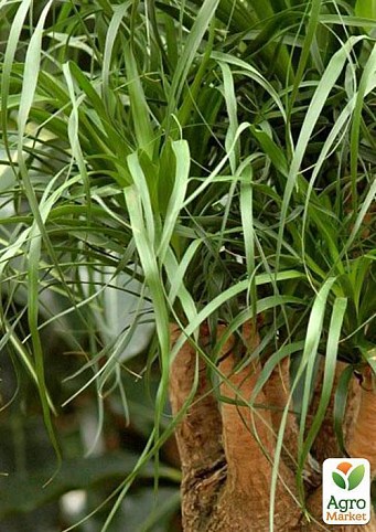 Бокарнея "Слонова нога" (Beaucarnea recu.) Дм 12 см вис. 45 см