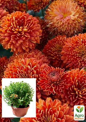 Хризантема Садовая "Expensive Terracotta" (высота 30-50см)
