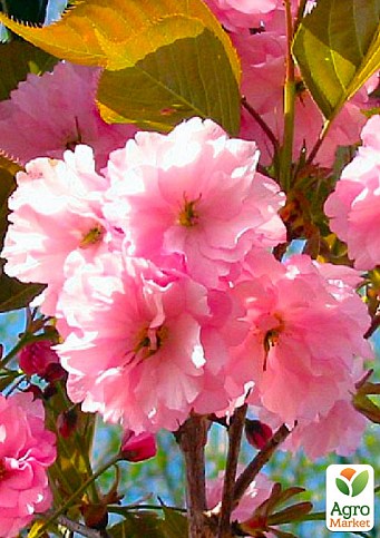 Сакура кущова "Pink Perfection"
