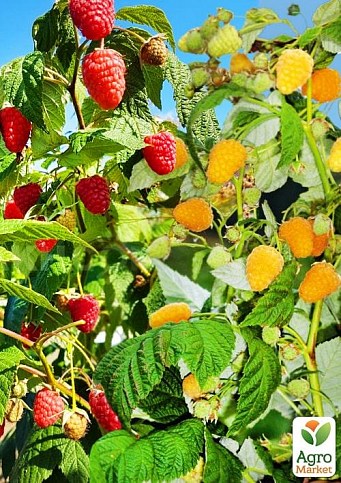 Лучшая малина, комплект из 2-х сортов "Малиновая вечеринка" (Raspberry party) 2шт саженцев