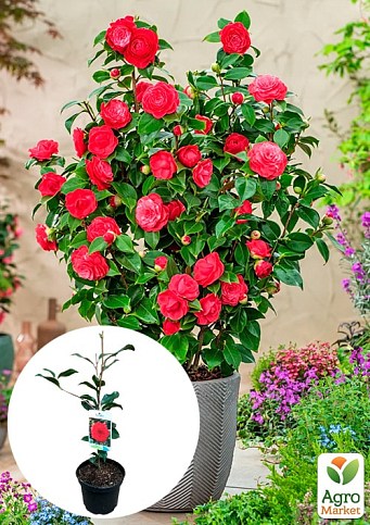 LMTD Камелия японская 2-х летняя "Lady Campbell" (высота 45-55см)