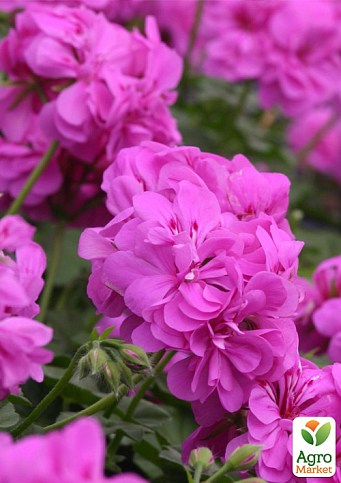 Пеларгонія ампельна "Pink Sybil" (контейнер № 10, висота 10-20 см)