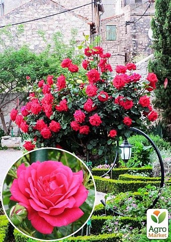 Роза штамбова "Sophy's Rose"