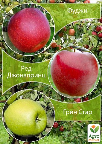 Дерево-сад Яблоня "Грин Стар+Ред Джонапринц+Фуджи" 
