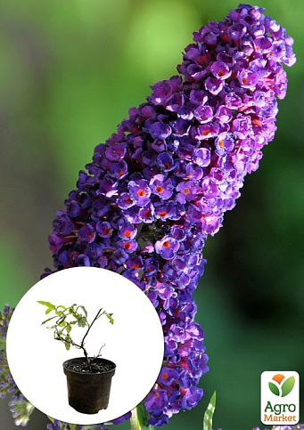 Буддлея Давида "Purple Emperor" С1 (висота 20-40см)