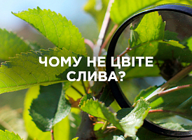 Слива не цвіте: що робити і як отримати урожай | Agro-market