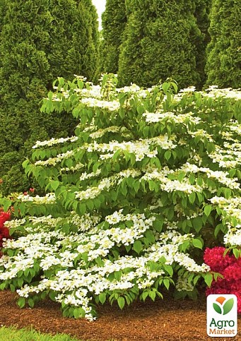 Калина складчатая "Мариези"(Viburnum plicatum "Mariesii")
