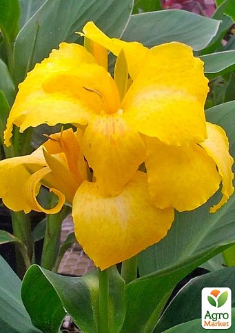 Канна Низькоросла "Yellow Futurity"