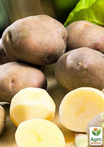 Насіннєвий среднеранний картопля "інноватор" (на пюре, 1 репродукція) 1кг