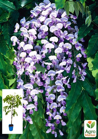 Глициния 3-х летняя японская "Домино" (Wisteria japanese Domino) С2, высота саженца 60-100см