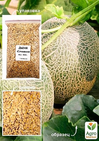 Дыня "Славия" ТМ "Весна" 500г