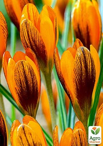 Крокус ботанічний "Orange Monarch" (розмір 5/7, середній) 5шт в упаковці
