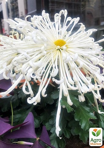 Хризантема крупноцветковая "Spider White" (вазон С1 высота 20-30см) - фото 2