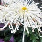 Хризантема крупноцветковая "Spider White" (вазон С1 высота 20-30см) купить
