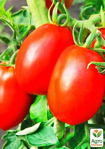 На вагу Томат "Арабат" ТМ "Весна" ціна за 1г - фото 2