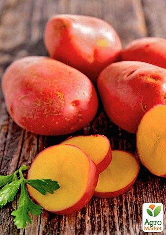 Картопля "Еволюшен" насіннєва рання (1 репродукція) 1кг
