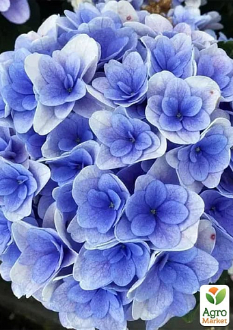 Гортензия крупнолистная "Florentina Blue" 