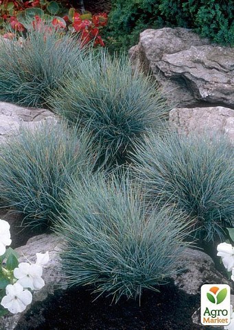 Костриця "Festuca Glauca" діаметр 17 висота 40