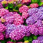 Ексклюзив! Гортензія крупнолиста від ніжно-аметистового до яскраво-малинового кольору "Маджента" (преміальний, морозостійкий сорт)