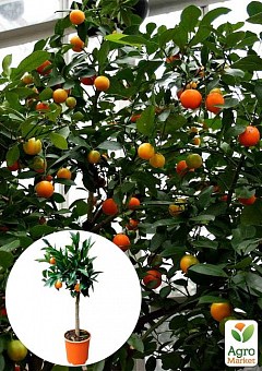 LMTD Лаймкват на штамбе с плодом 3-х летний "Citrofortunella Floridana" (25-45см)1