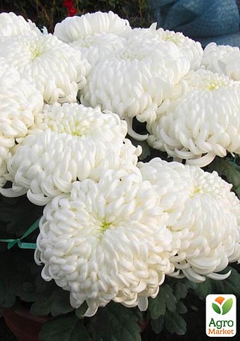 Хризантема  "Sunberry White" (низкорослая крупноцветковая)