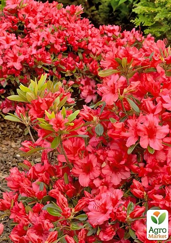 LMTD Азалия японская 3-х летняя "Hot Shot Variegata" (высота 30-50см)