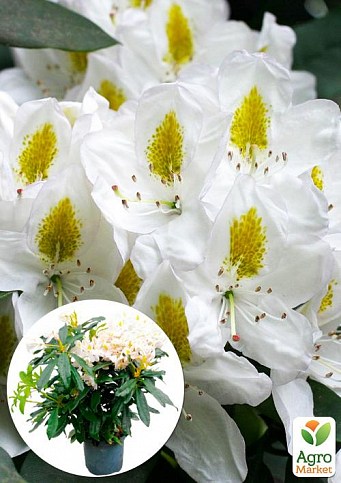 LMTD Рододендрон гібридний квітучий 5-річний "Madame Masson" (висота 60-70см)